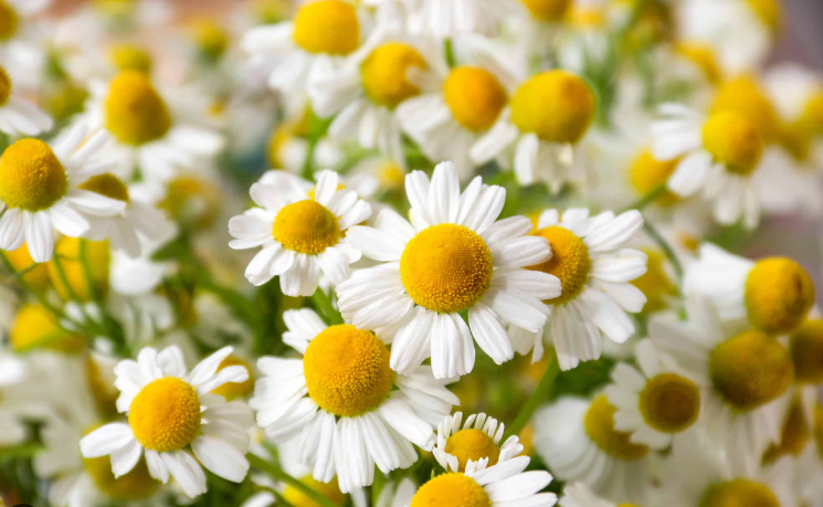 Chamomile