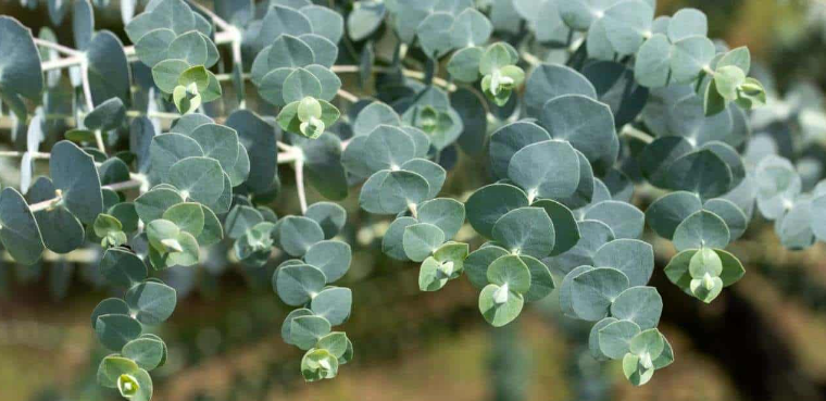 Eucalyptus