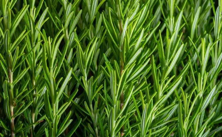 Rosemary Plants