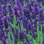 How to Use Lavender Oil to Treat Headaches