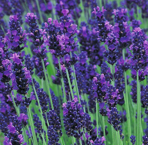 lavender