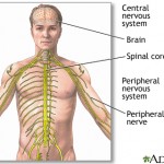 What is The Peripheral Nervous System and Nerve Fibers