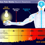 How Can the Pain Signal Transmitted and Received ?