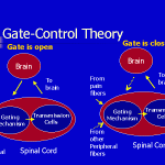 What is The Gate Control Theory ?