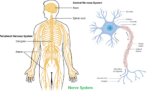 Nerves Send Pain Signals to the Brain for Processing and Action.