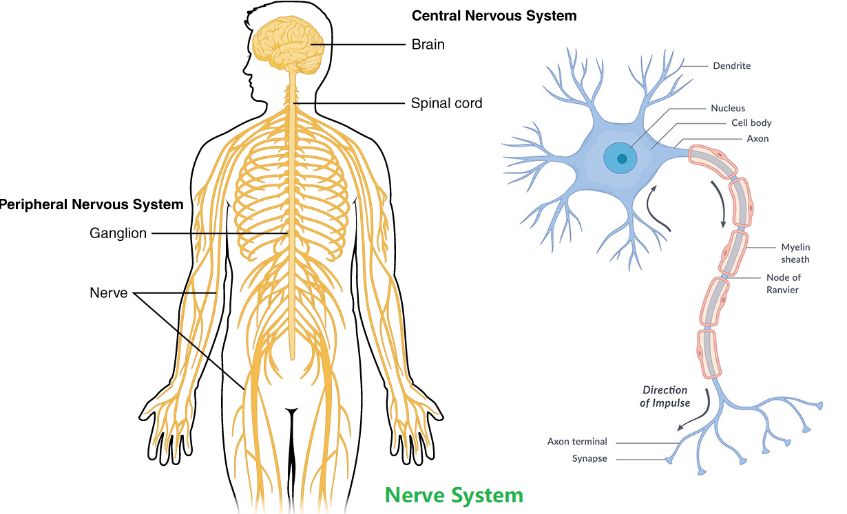 nerve System