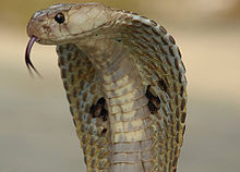 220px-indiancobra