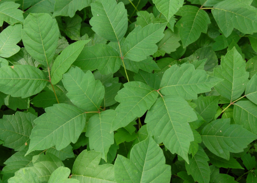 Rhus Toxicodendron