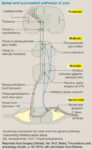 How Does Pain Work ? What is Gate Control Theory ?