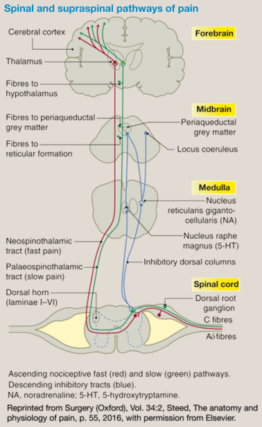 anatomy of pain