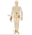 Bone Density Test