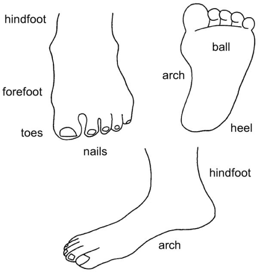 Image result for Pain In The Foot site:.gov