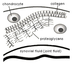 Cartilage