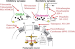 the Mechanism of Action of Gabapentin