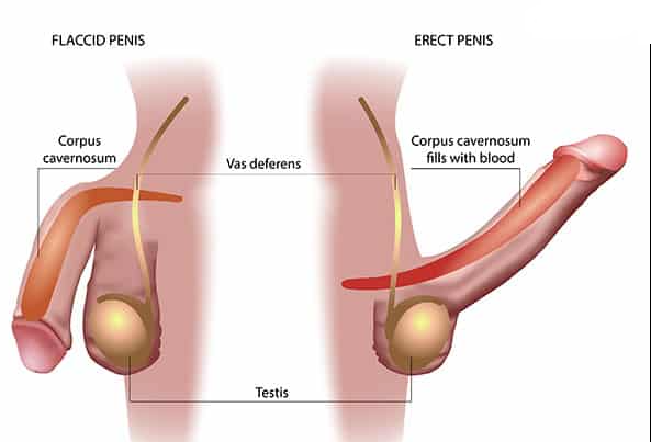 Erectile Dysfunction