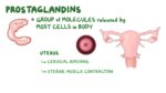 Prostaglandins