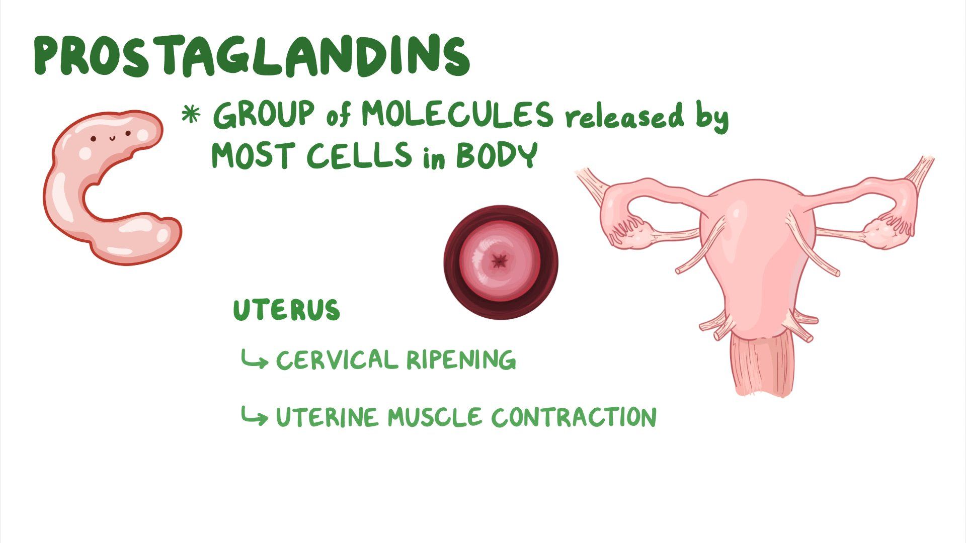 Prostaglandins