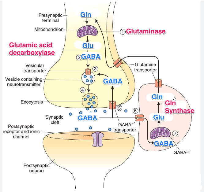 Gamma-Aminobutyric Acid (GABA)