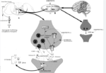 What Are The Mechanism of Action of Gabapentin ?